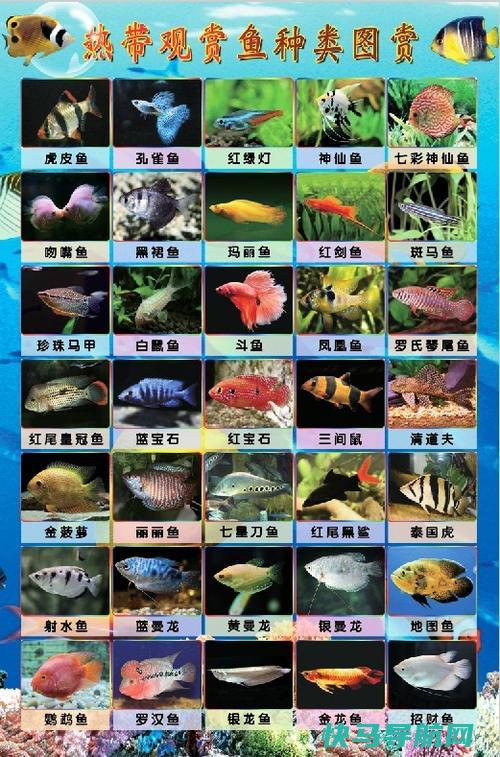 稀有观赏鱼品种价值暴涨 - 如何选购和饲养这些珍稀鱼类